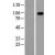 Western Blot: GRP94 Lysate [NBL1-11746] - Western Blot experiments. 
Left-Control; Right -Over-expression Lysate for HSP90B1